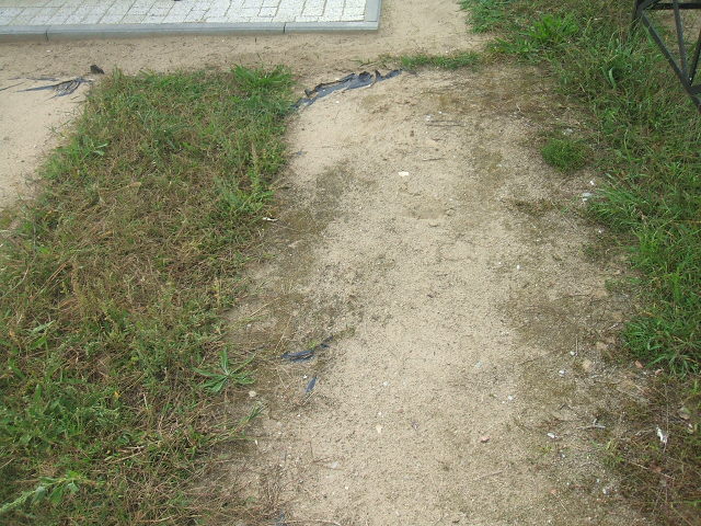 Jan KOCEŁŁO 1927 Cybinka - Grobonet - Wyszukiwarka osób pochowanych